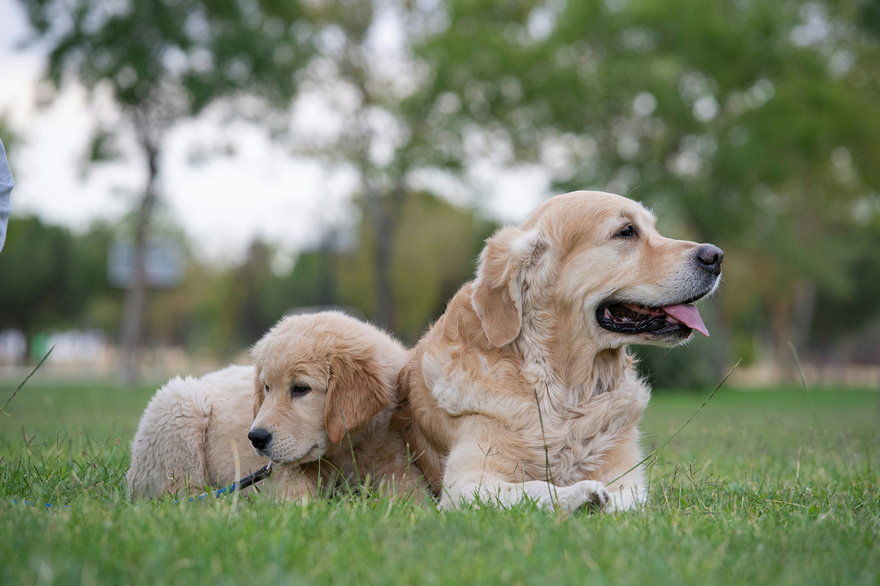 2dogs-071025