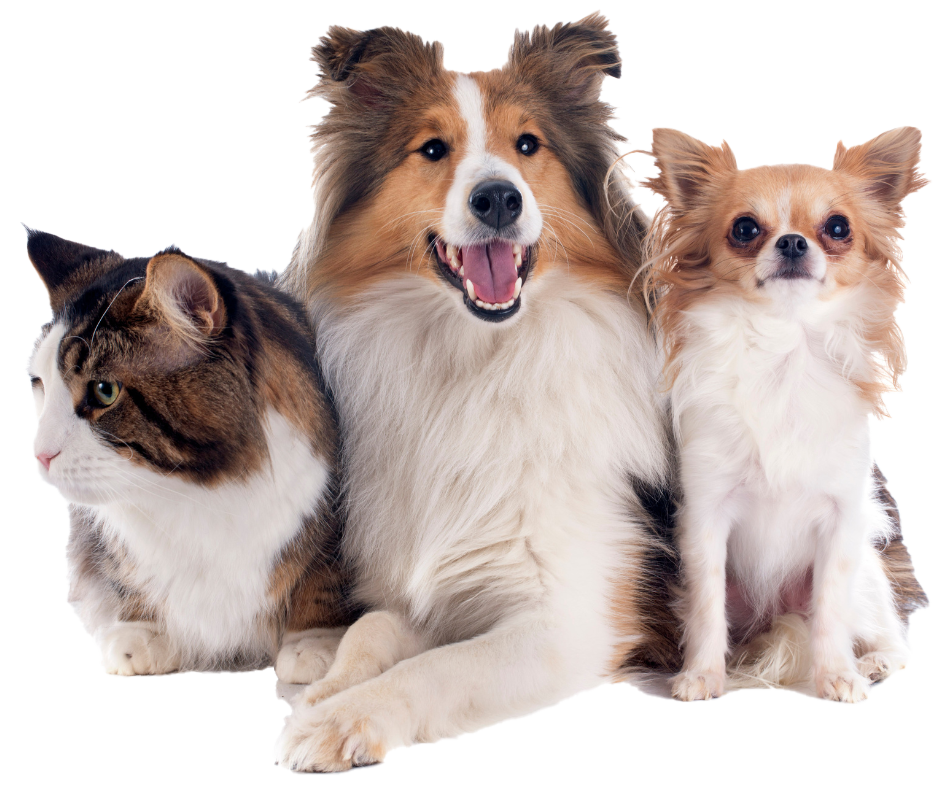 kitten sitting next to happy brown and white dog on transparent background
